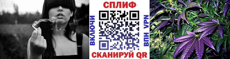 Конопля сатива  где найти   Новодвинск 